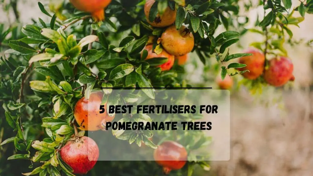 5 Best Fertilizers For Pomegranate Trees