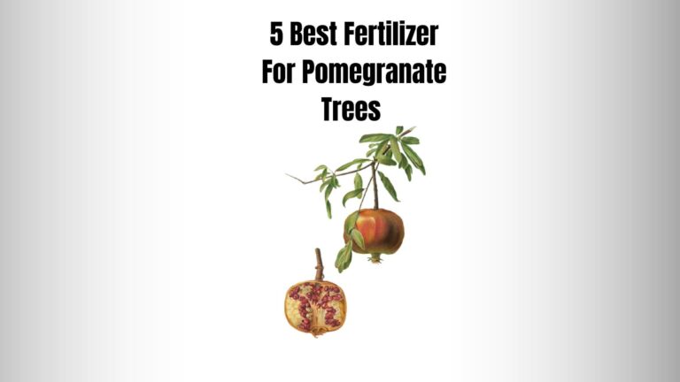 5 Best Fertilizers For Pomegranate Trees (Organic & Natural)