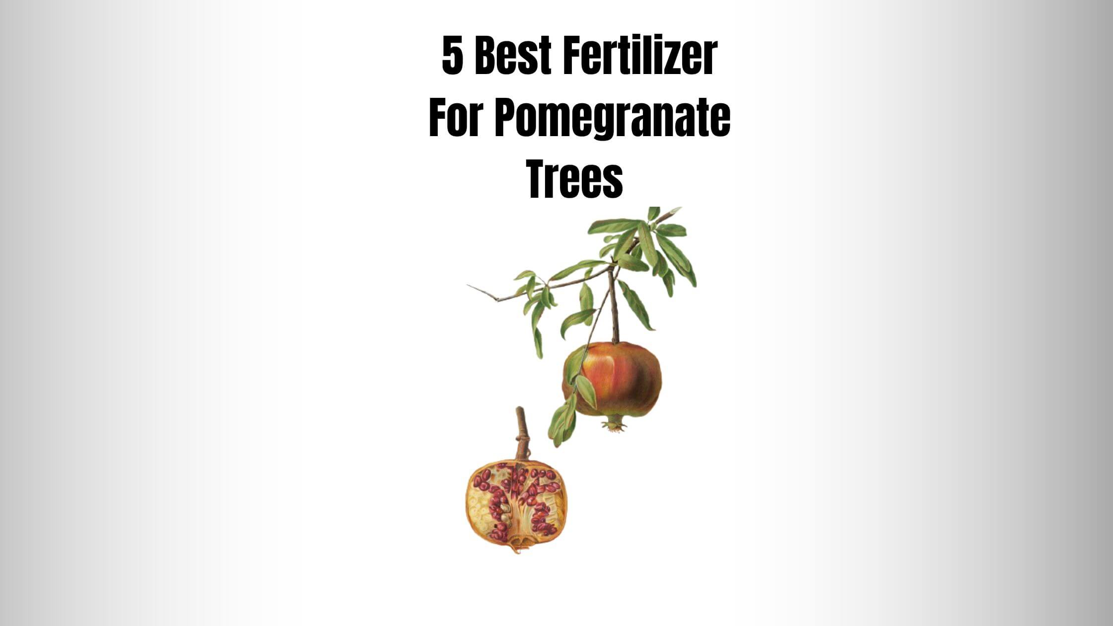 5 Best Fertilizer For Pomegranate Trees