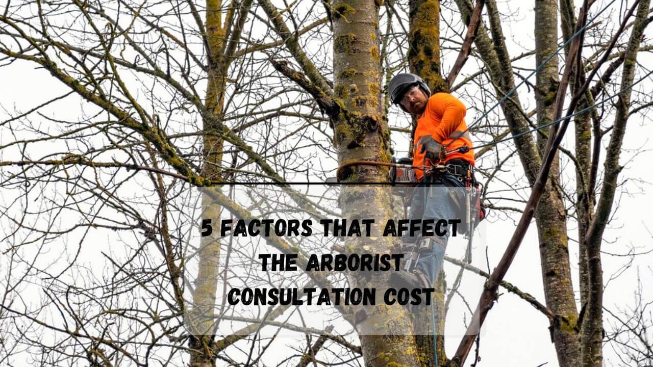 How Much Does An Arborist Consultation Cost? Everything Arboriculture