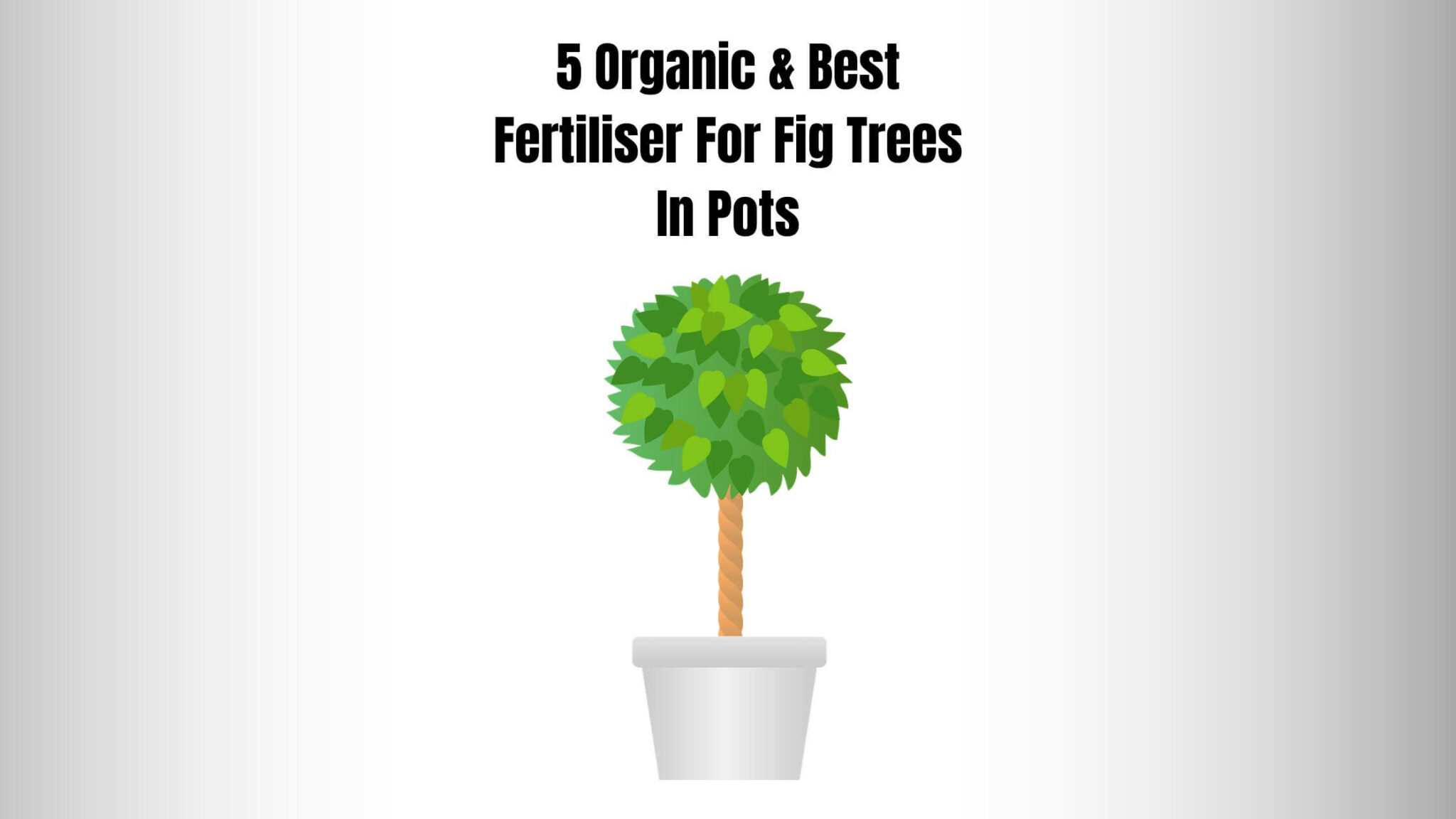 5 Organic & Best Fertiliser For Fig Trees In Pots