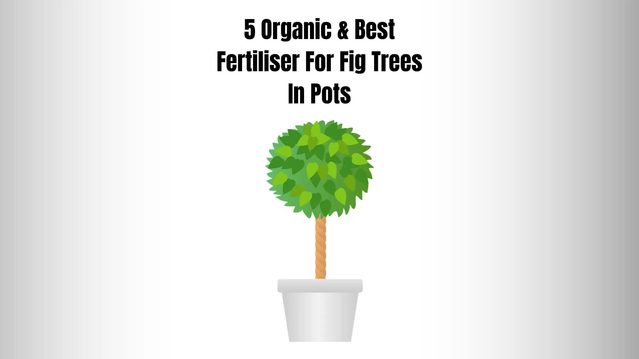 5 ORGANIC & BEST FERTILISER FOR FIG TREES IN POTS
