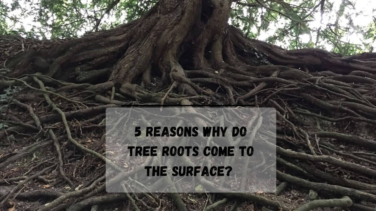 5 QUICK Reasons Why Tree Roots Come To The Surface Everything