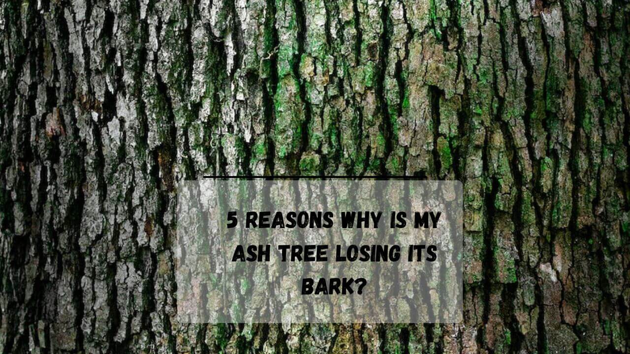 5 Reasons Why Is My Ash Tree Losing Its Bark Everything Arboriculture