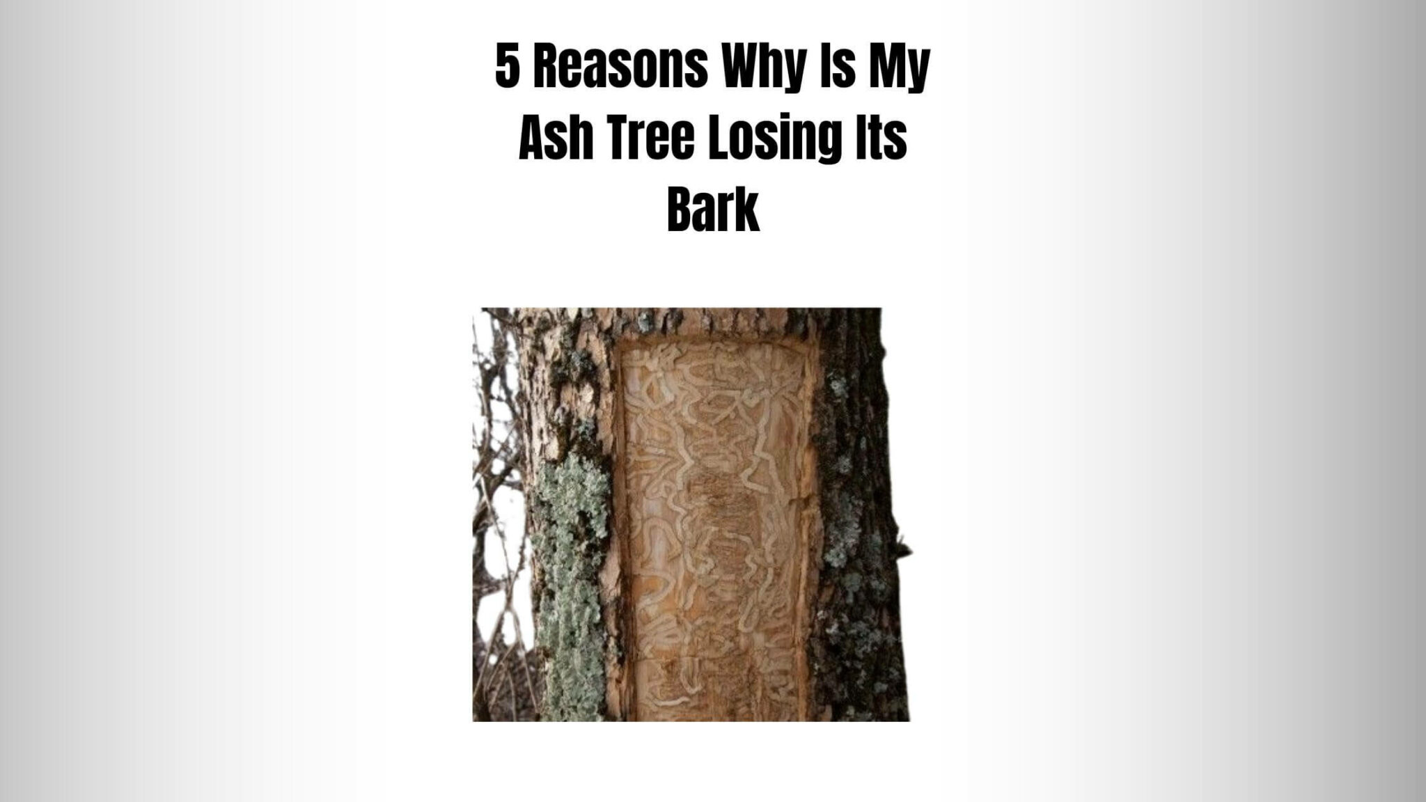 5 Reasons Why Is My Ash Tree Losing Its Bark Everything Arboriculture