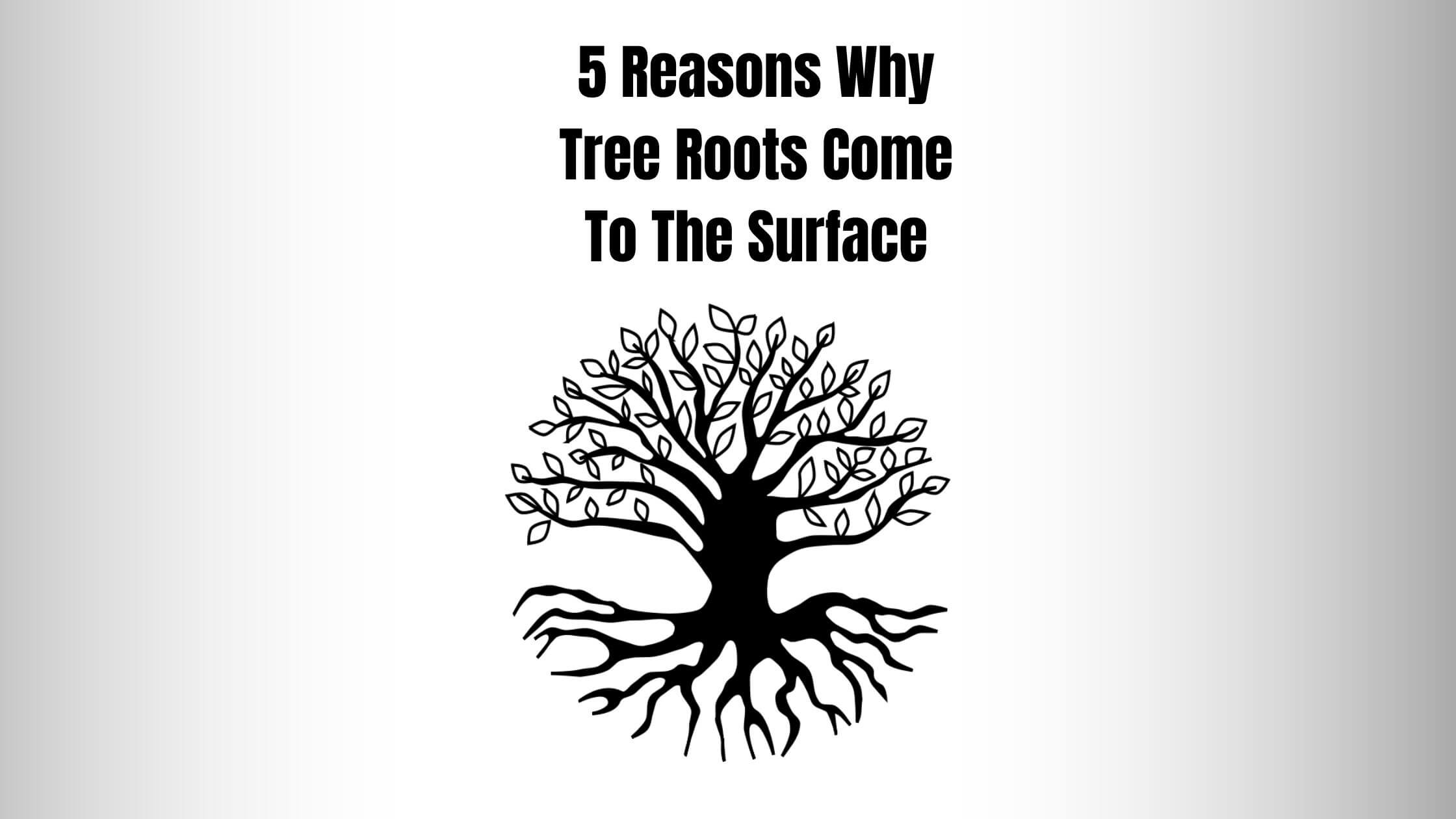 5 Reasons Why Tree Roots Come To The Surface