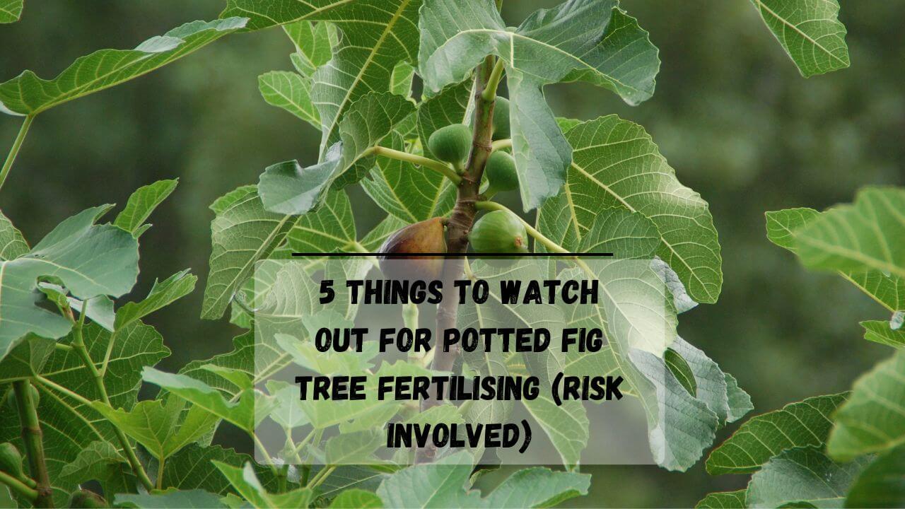 5 Organic & Best Fertiliser For Fig Trees In Pots