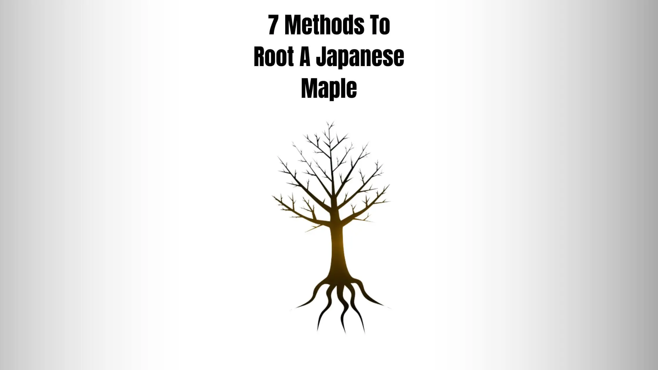 7 Methods To Root A Japanese Maple