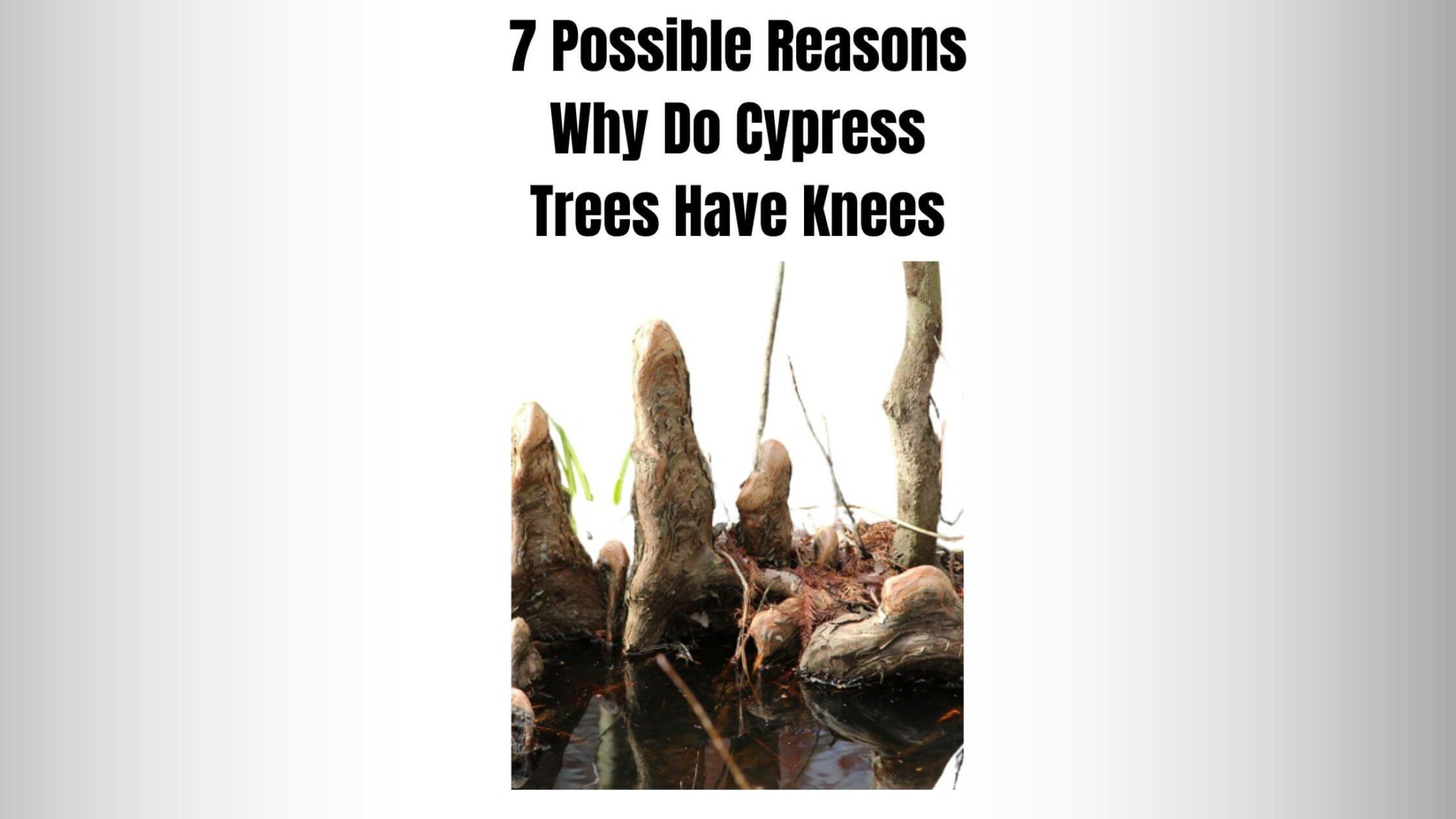 7 'POSSIBLE' Reasons Why Do Cypress Trees Have Knees