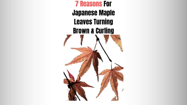 7 Reasons Why Japanese Maple Tree Leaves Turn Brown and Curling