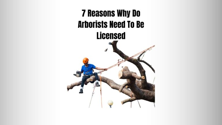 7 Big Reasons Why Do Arborists Need To Be Licensed