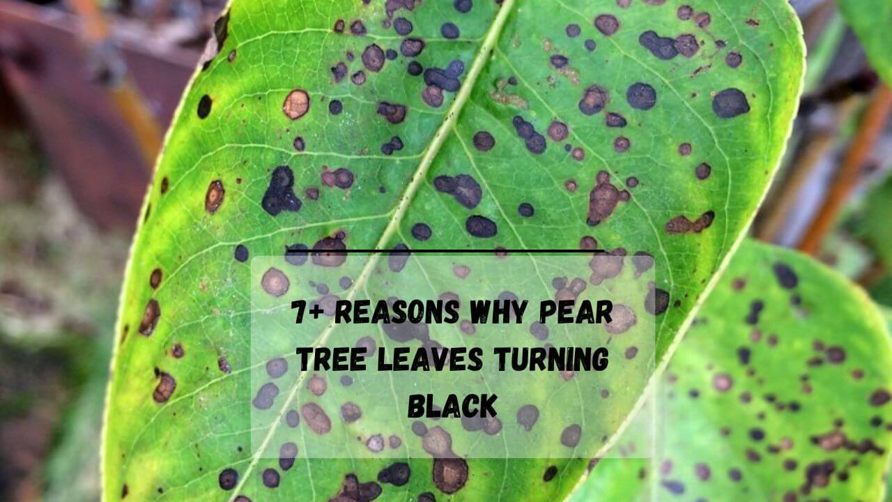 7+ Reasons Why Pear Tree Leaves Turning Black (Easy FIX)