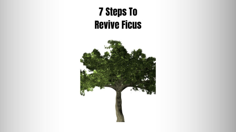 How To Save A Dying Ficus Tree?(7 Steps To Revive Ficus)