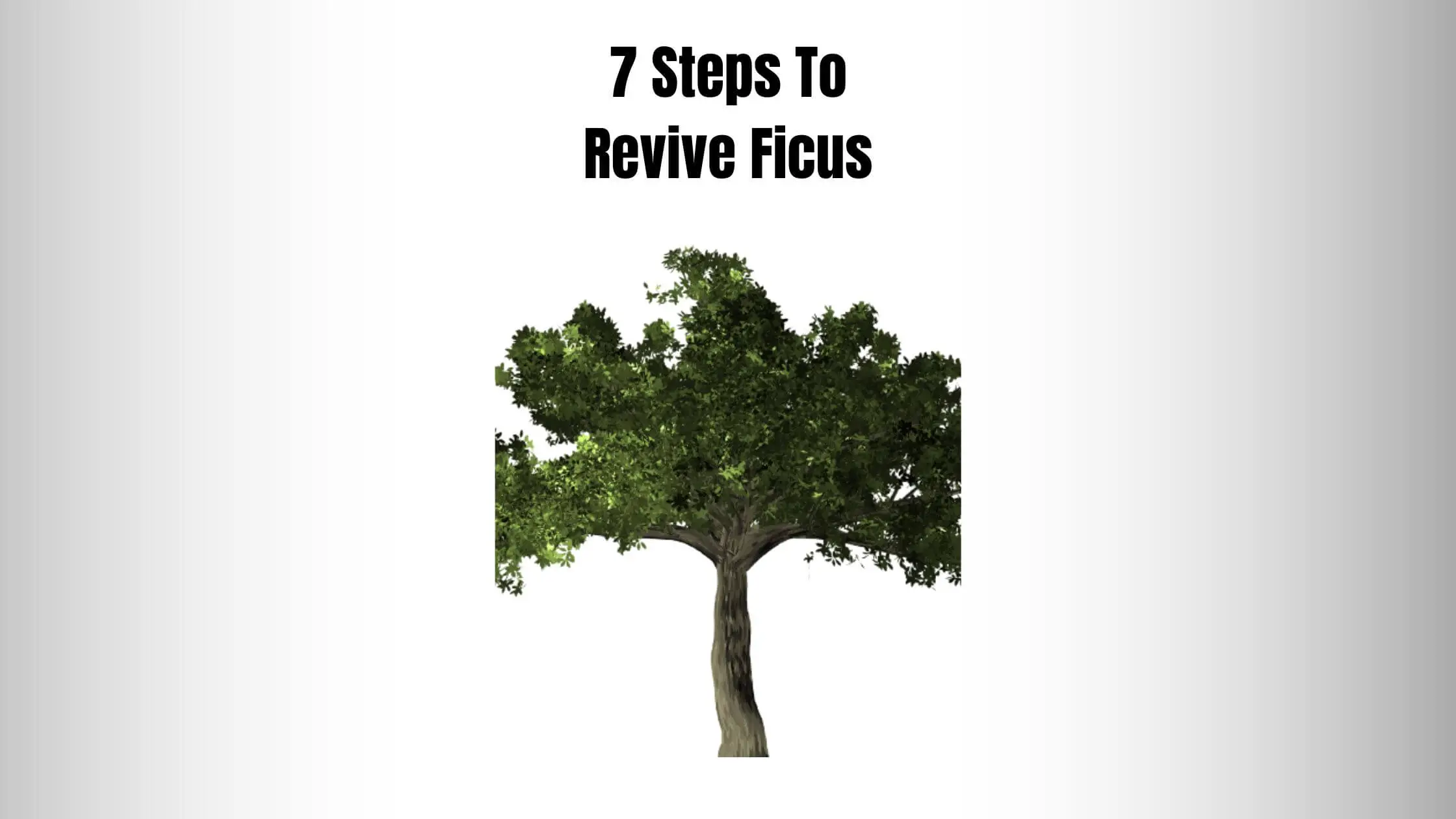 7 Steps To Revive Ficus
