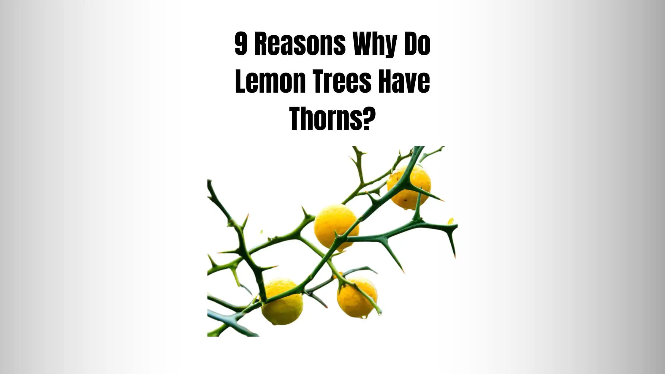 9 Reasons Why Do Lemon Trees Have Thorns?