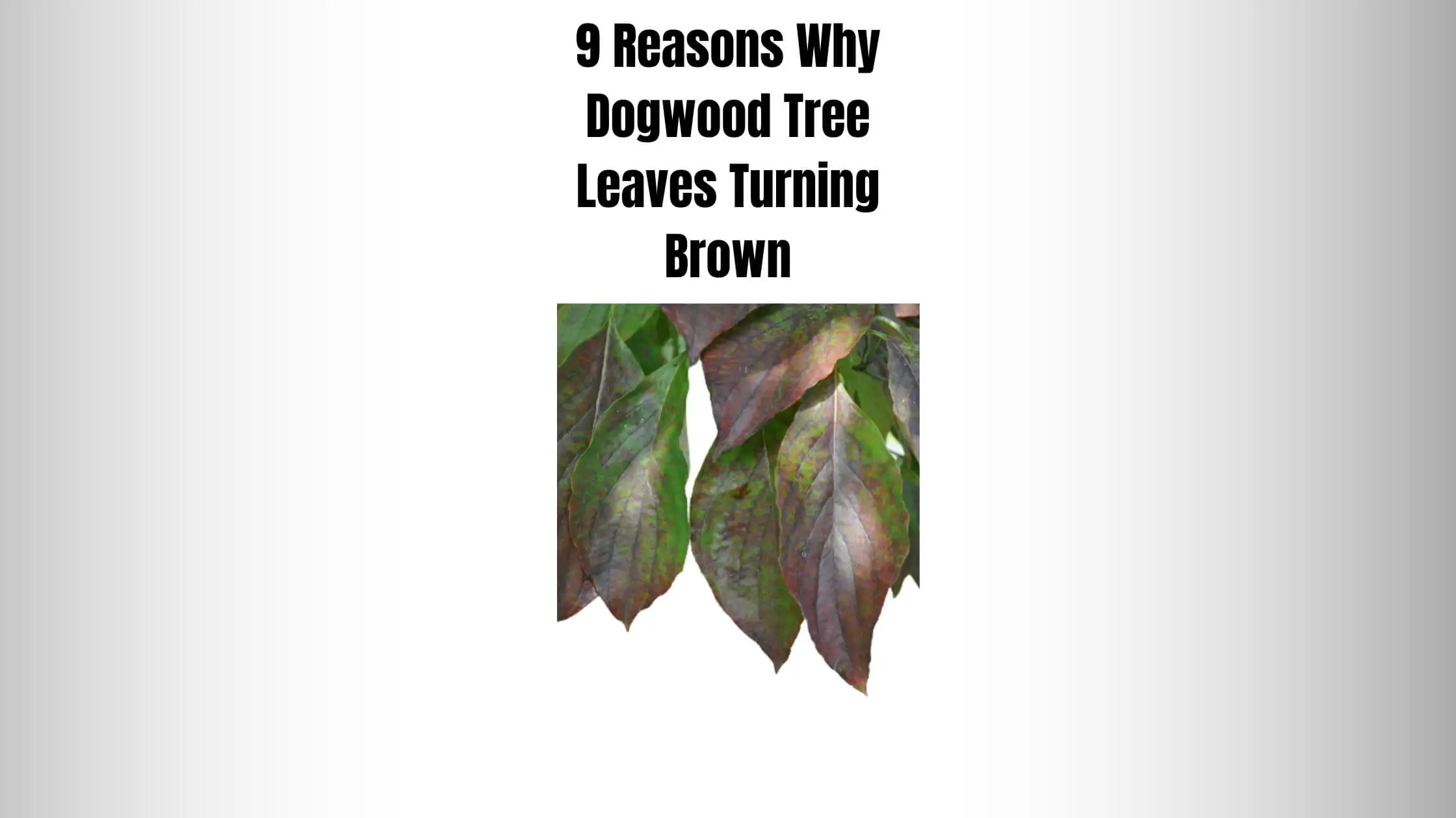 9 Reasons Why Dogwood Tree Leaves Turning Brown