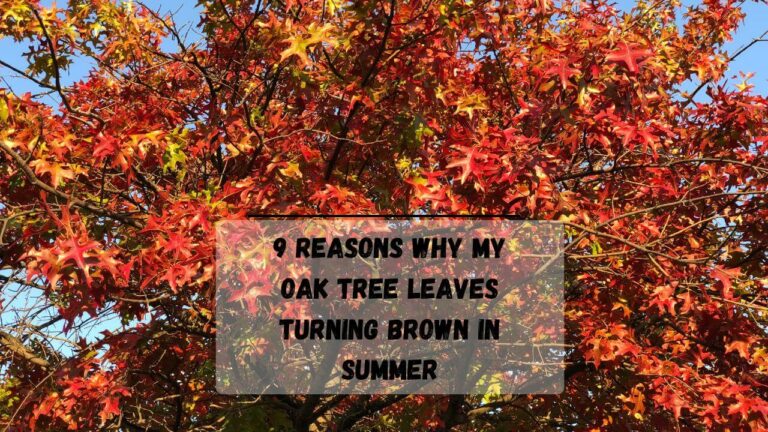 9 Reasons Why My Oak Tree Leaves Turning Brown In Summer