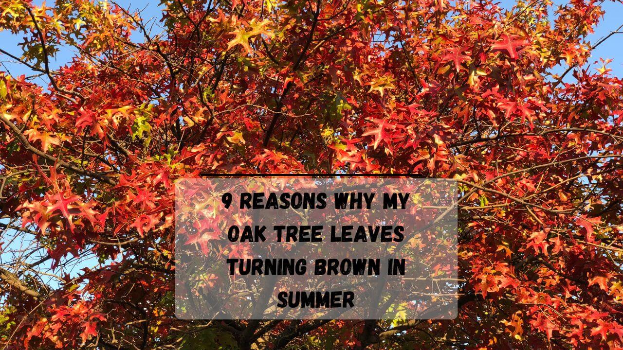 9 Reasons Why My Oak Tree Leaves Turning Brown In Summer