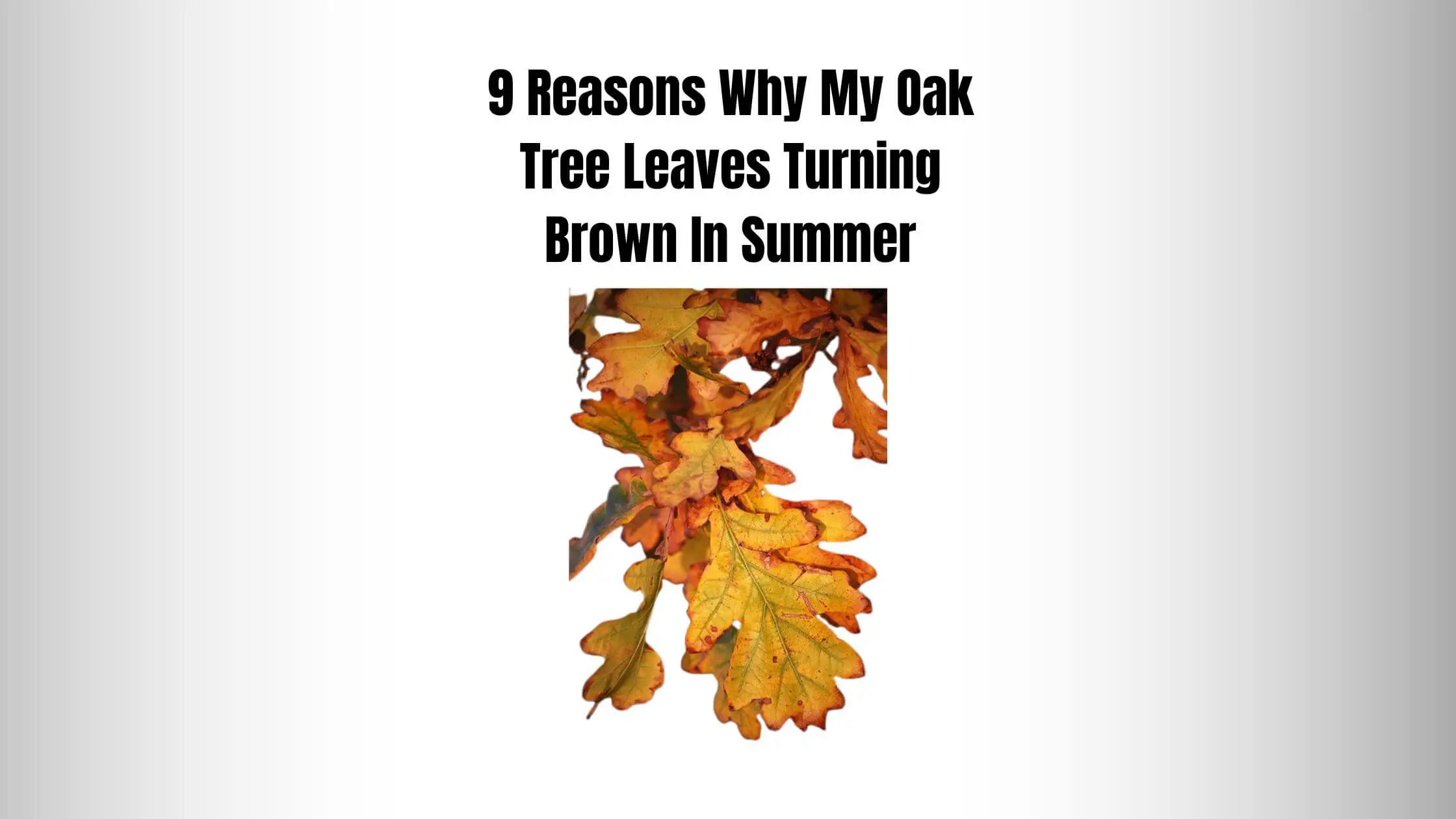9 Reasons Why My Oak Tree Leaves Turning Brown In Summer