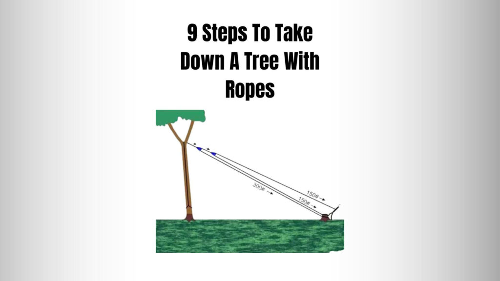 9 Steps To Take Down A Tree With Ropes 5 Must Haves