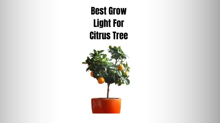 Best Grow Light For Citrus Tree: 7 Pros Of Using For Indoor Tree