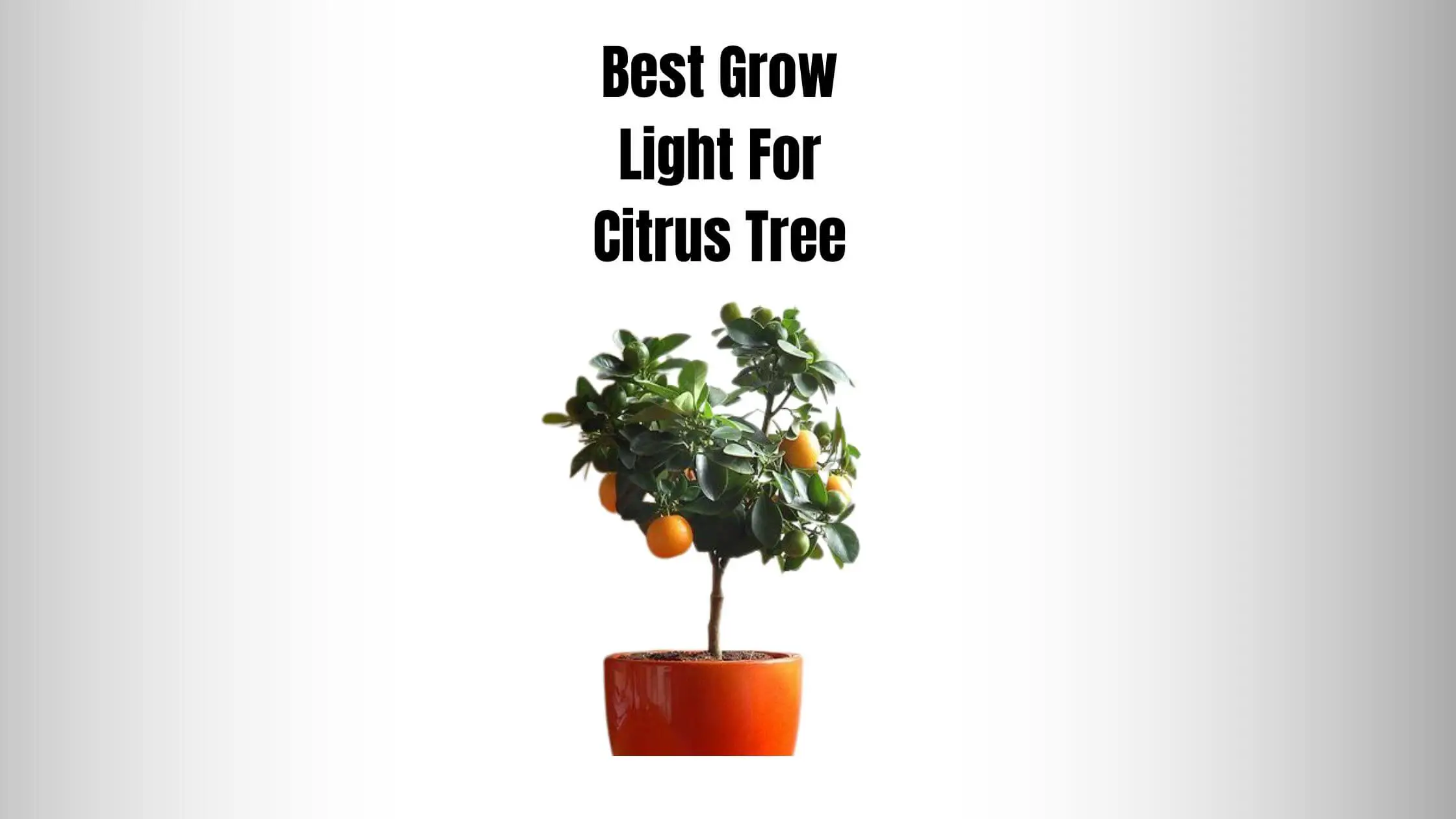 BEST GROW LIGHT FOR CITRUS TREE