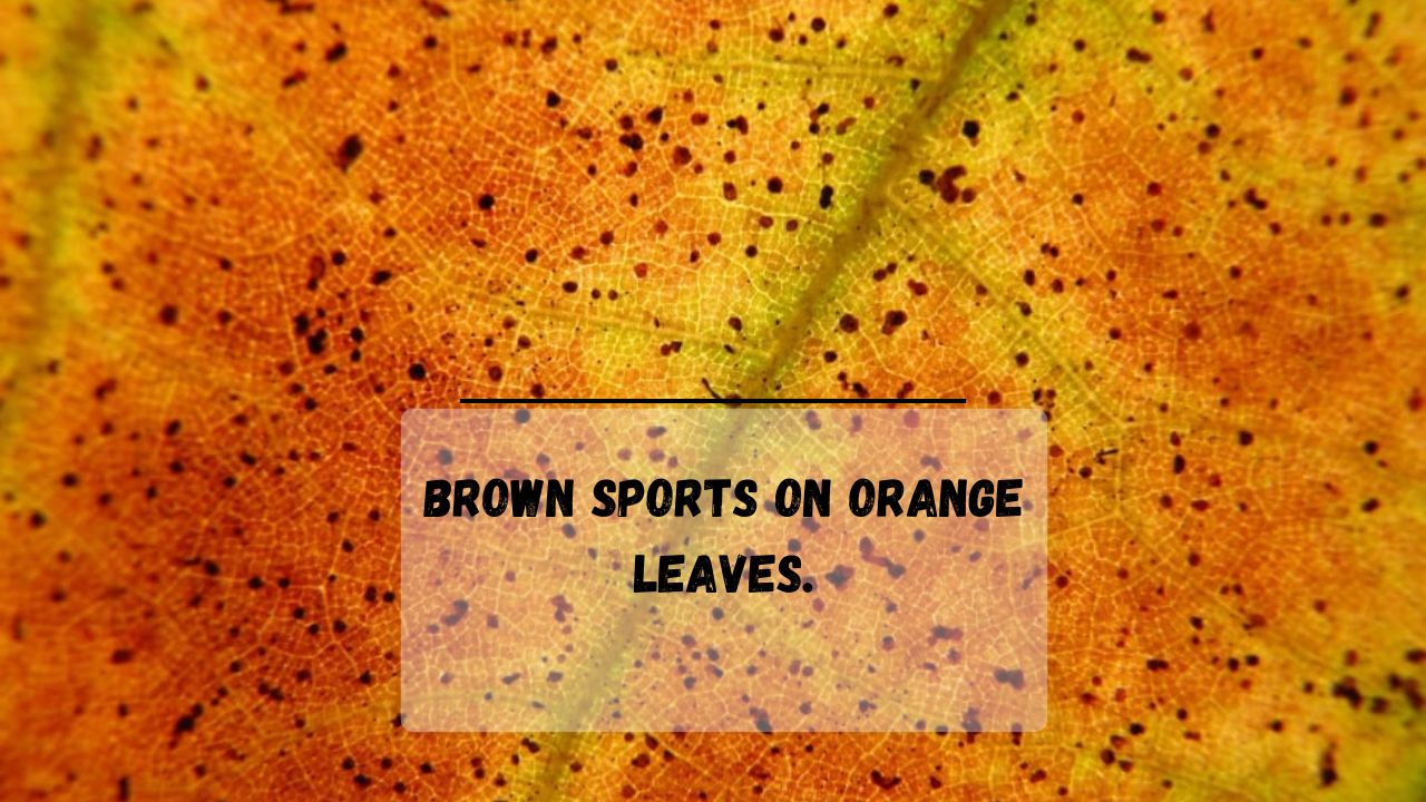 Treating Brown Spots & Yellow Leaves On Orange Tree (9 Easy Tips
