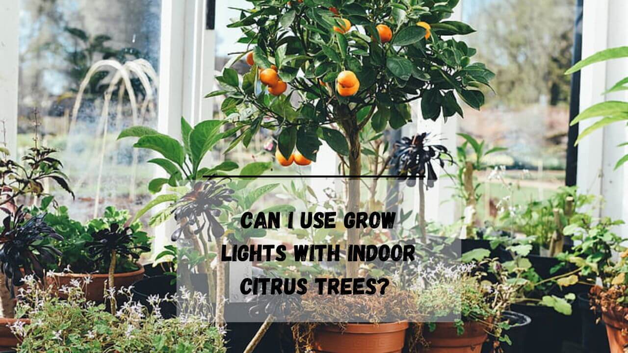 Best Grow Light For Citrus Tree 7 Pros Of Using For Indoor Tree