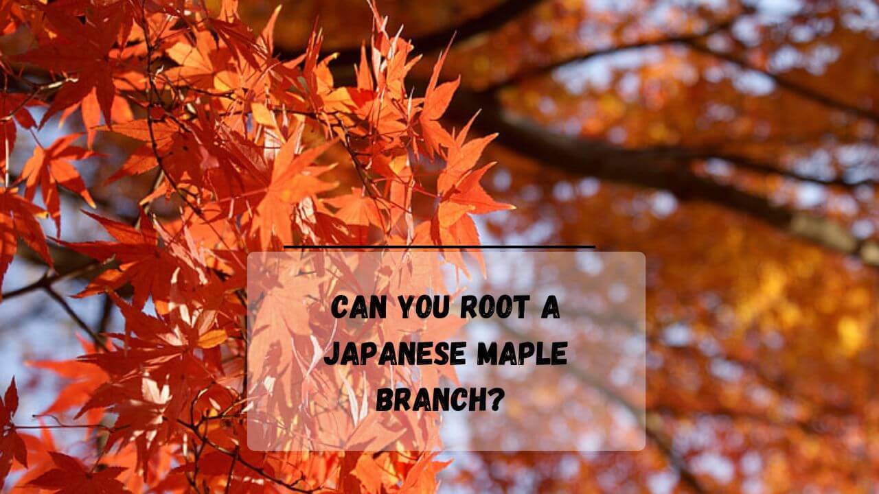 How to Root A Japanese Maple? (7 Methods To Try!) - Everything ...