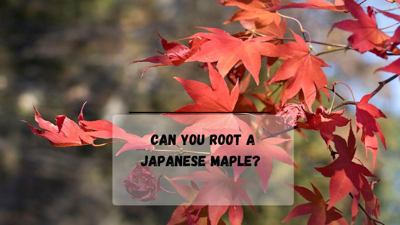 How to Root A Japanese Maple? (7 Methods To Try!) - Everything ...