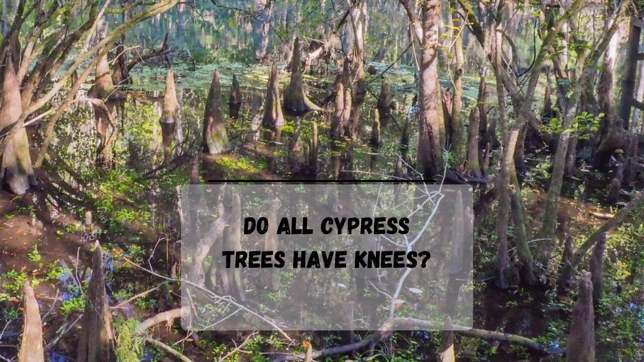7 'POSSIBLE' Reasons Why Do Cypress Trees Have Knees