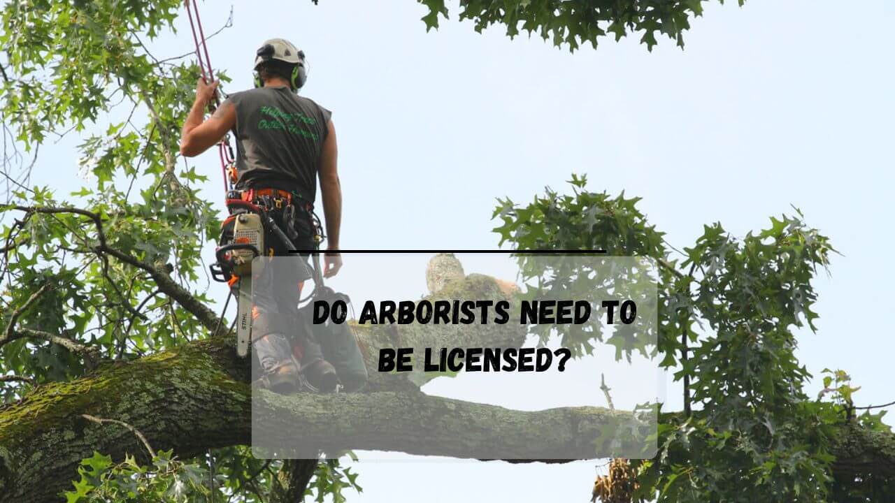 7 Big Reasons Why Do Arborists Need To Be Licensed