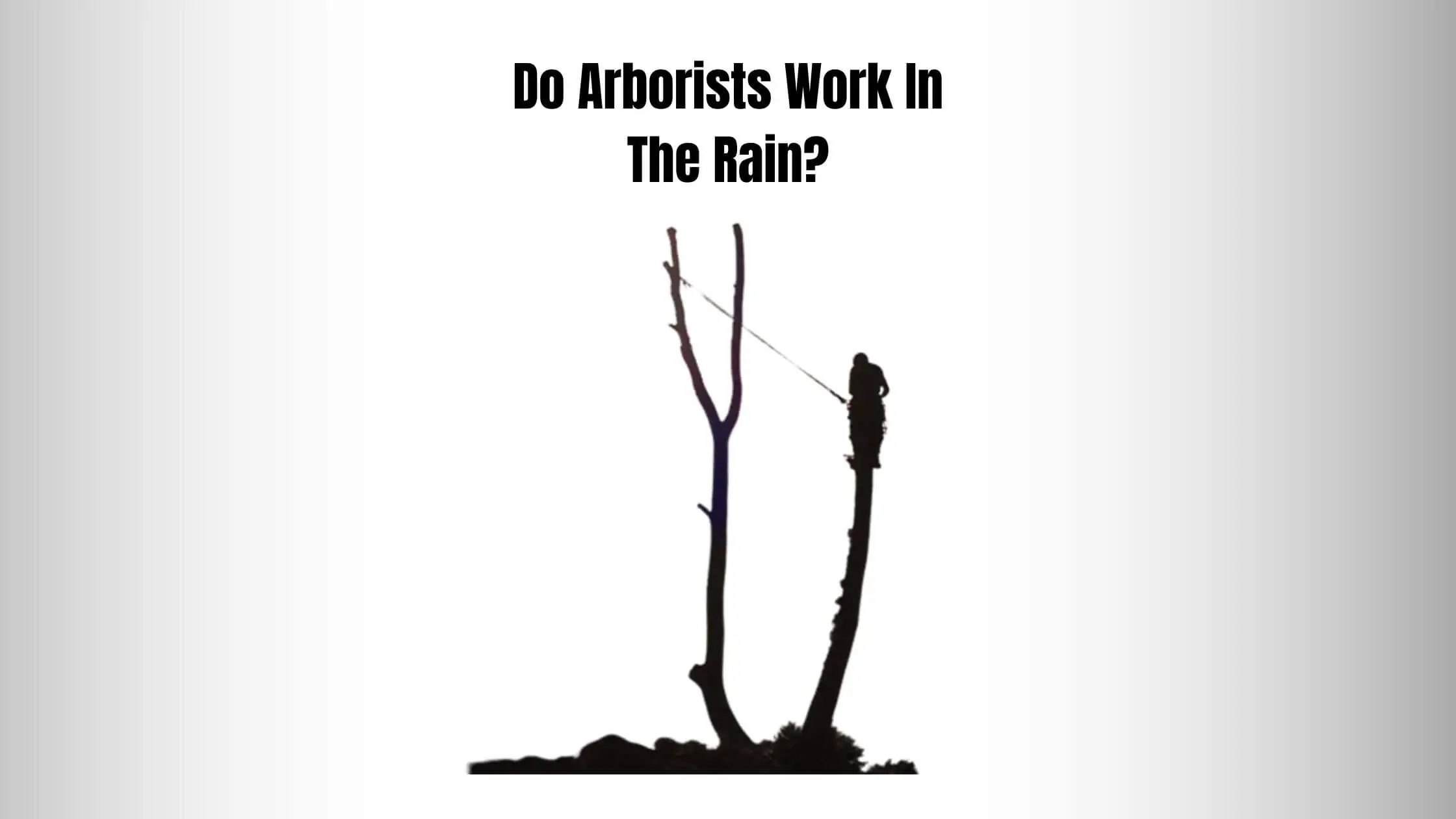 Do Arborists Work In The Rain?