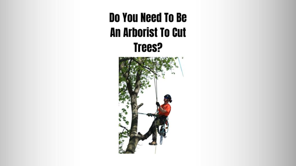 Do You Need To Be An Arborist To Cut Trees? - Everything Arboriculture