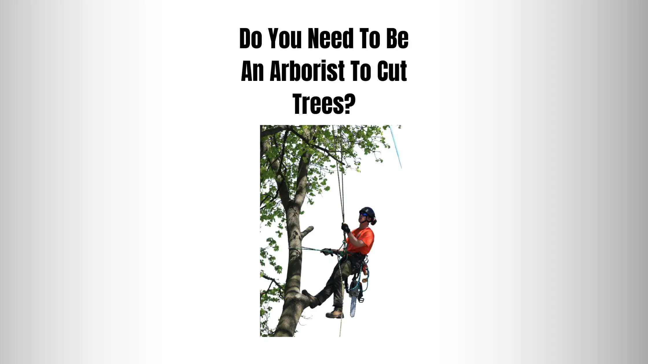 Do You Need To Be An Arborist To Cut Trees?