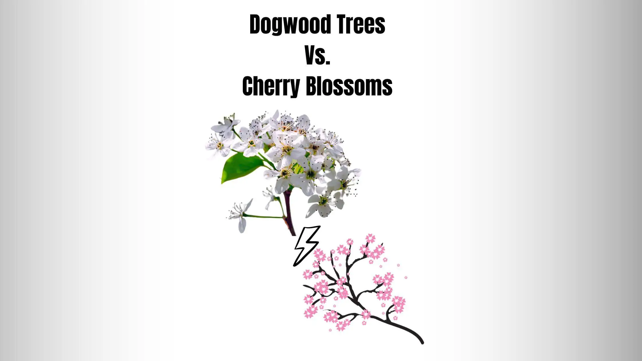 Dogwood Trees Vs Cherry Blossoms