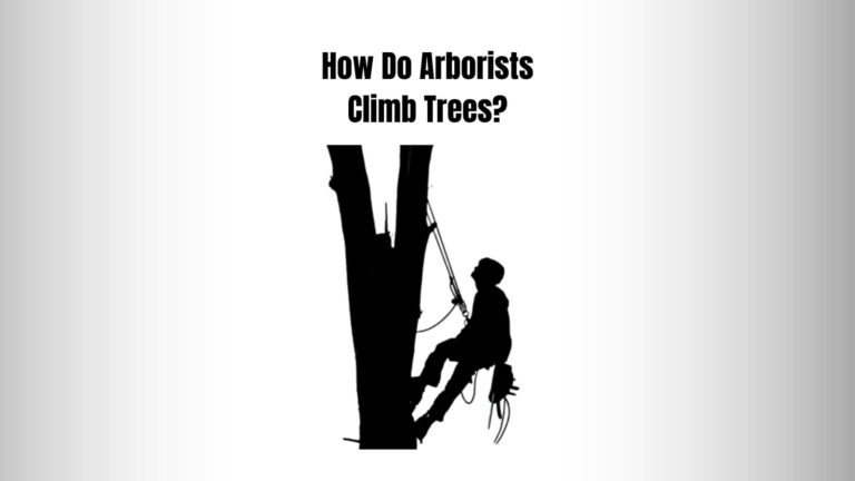 How Do Arborists Climb Trees? 5 RISKY Arborist Climbing Techniques