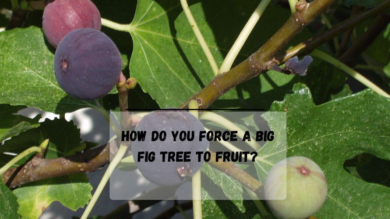 "5 Factors Influences" When Do Fig Trees Produce Fruit?