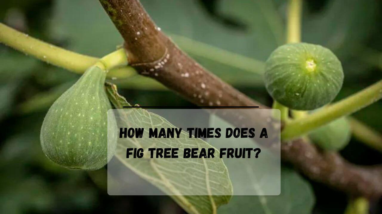 "5 Factors Influences" When Do Fig Trees Produce Fruit?