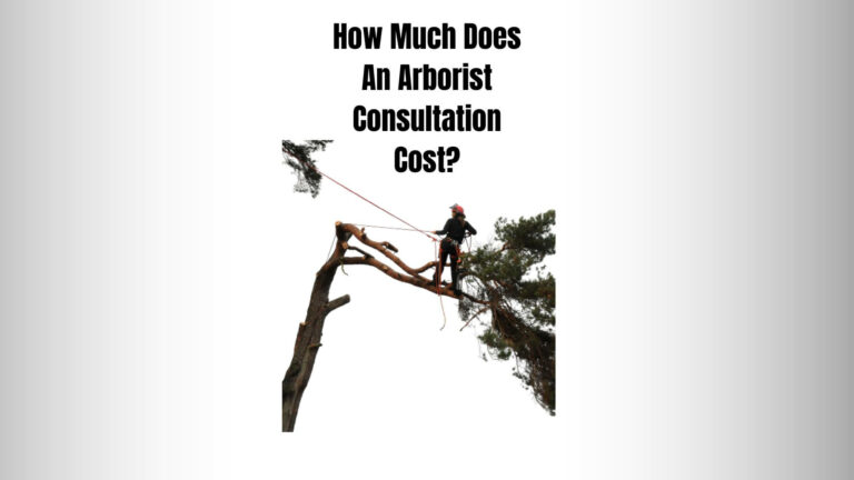 How Much Does An Arborist Consultation Cost?
