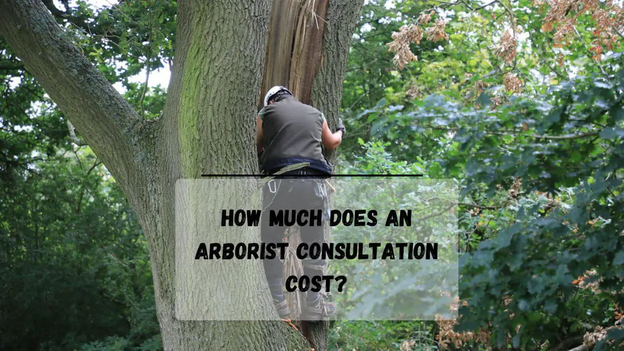 how-much-does-an-arborist-consultation-cost-everything-arboriculture