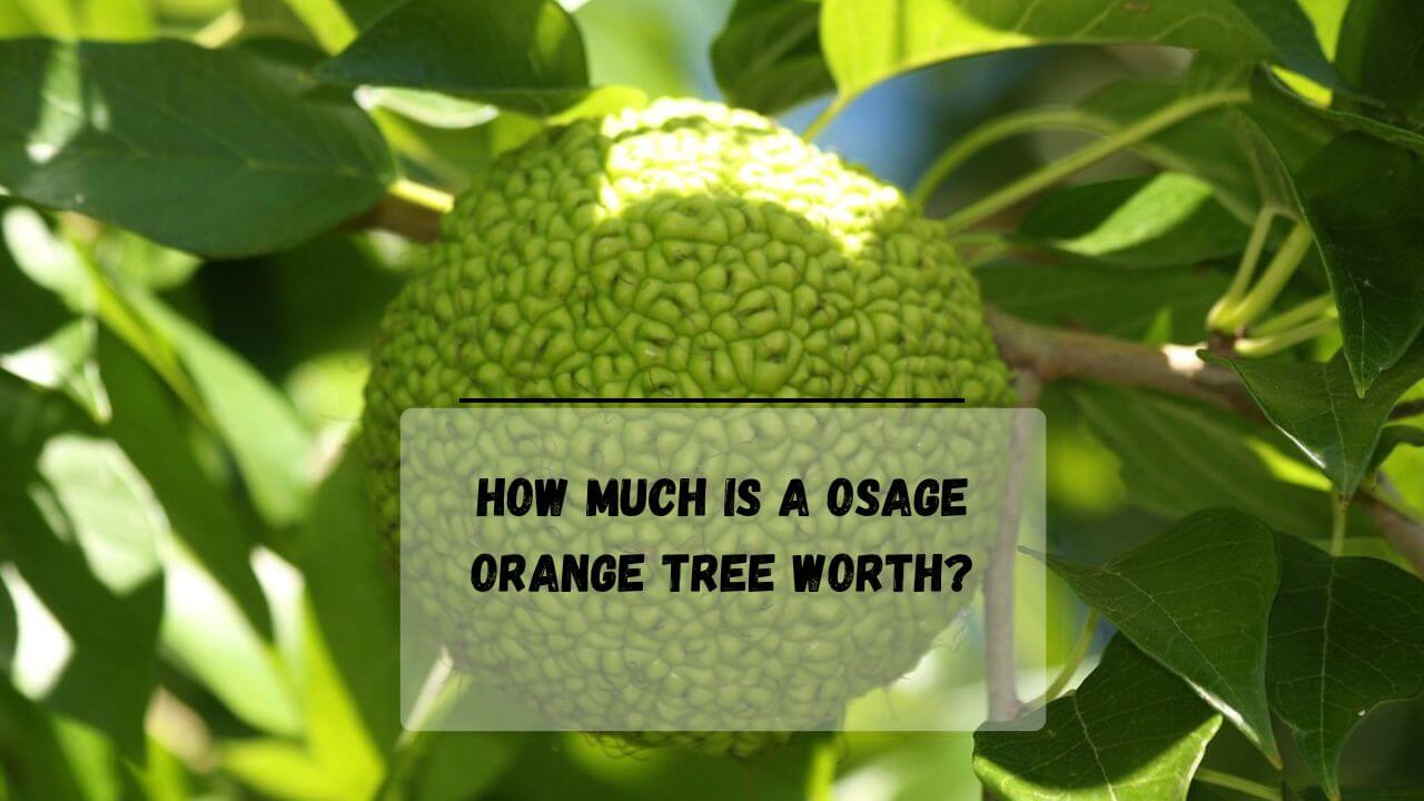 How Much Is A Osage Orange Tree Worth? Everything Arboriculture