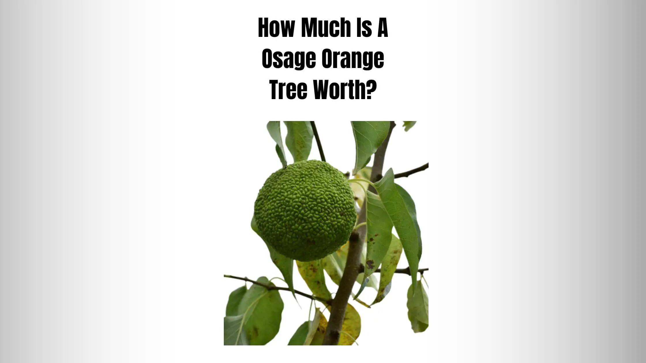 How Much Is A Osage Orange Tree Worth