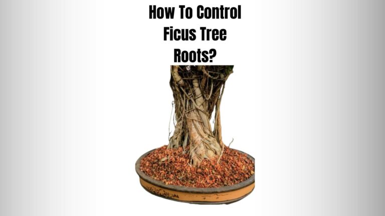 How To Control Ficus Tree Roots? (3 Effective Method)