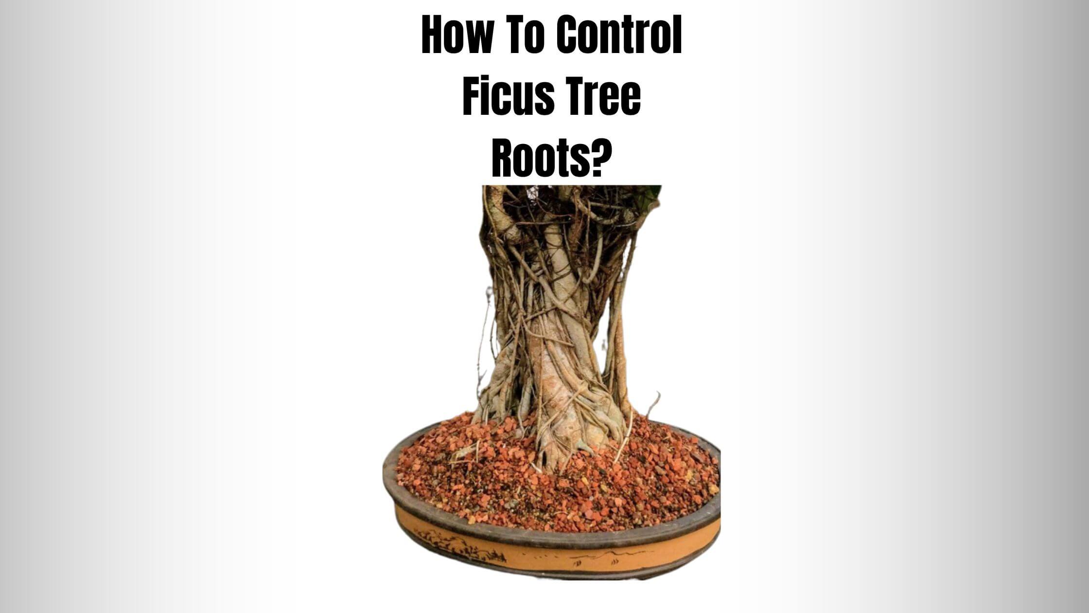 HOW TO CONTROL FICUS TREE ROOTS?