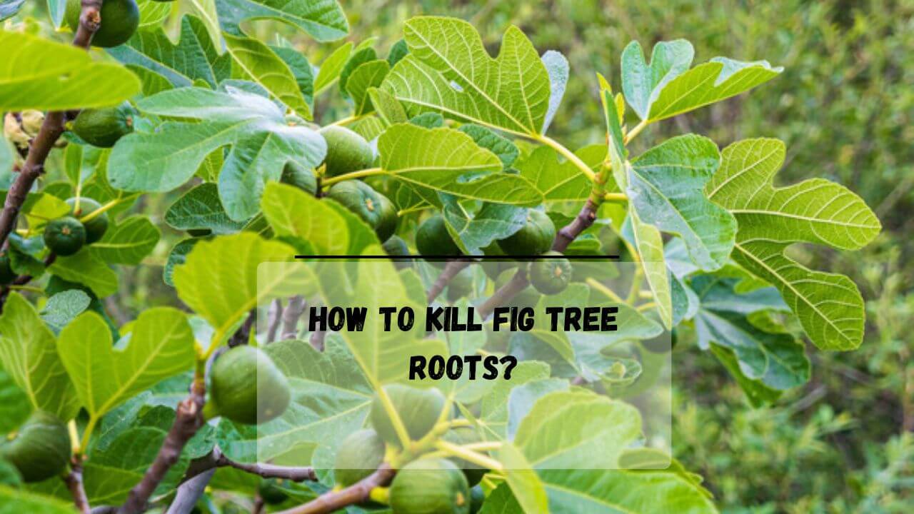 How To Kill A Fig Tree, Roots, & Stump (13+ Methods) Everything