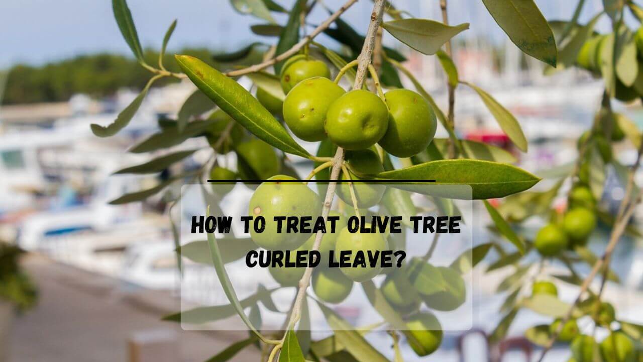 13 Big Reasons Why My Olive Tree Leaves Dry And Curling Everything
