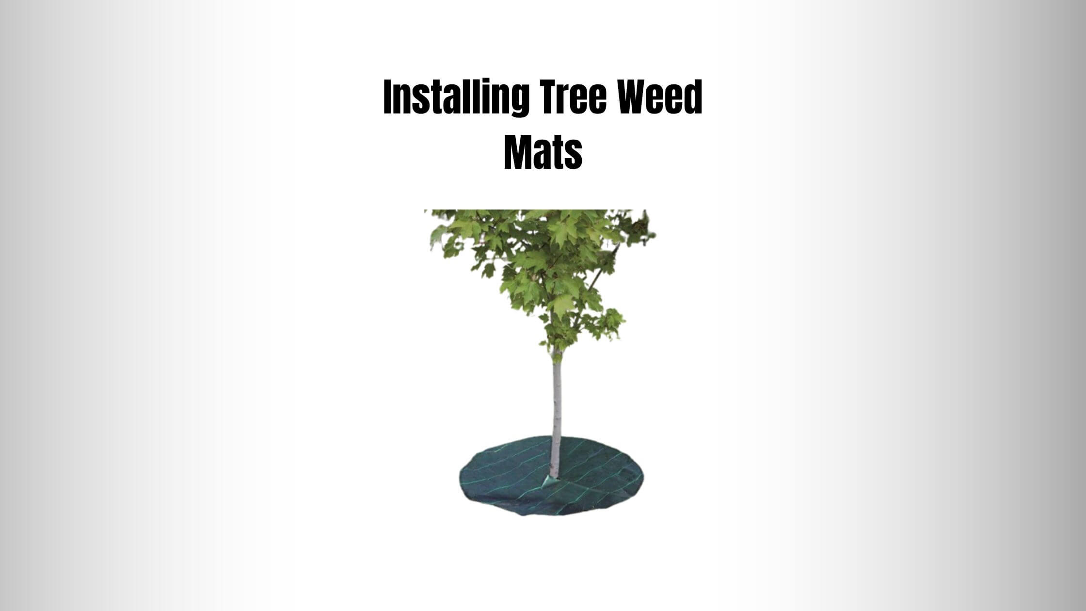 Installing Tree Weed Mats
