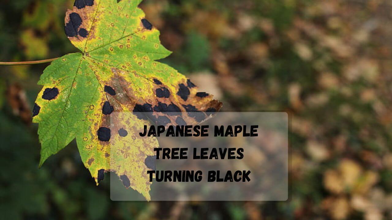 7 Reasons Why Japanese Maple Tree Leaves Turn Brown and Curling