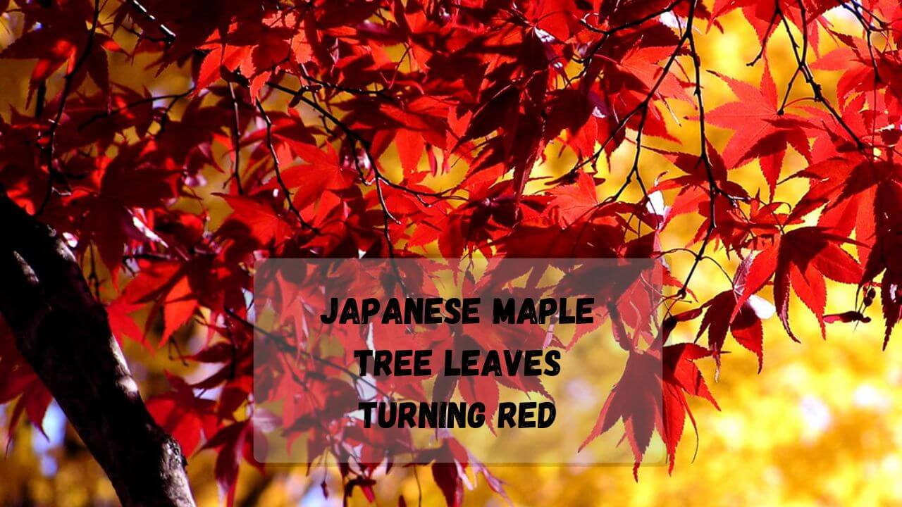 7 Reasons Why Japanese Maple Tree Leaves Turn Brown and Curling